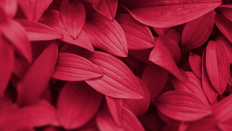 Viva Magenta! The big business of Colour of the Year