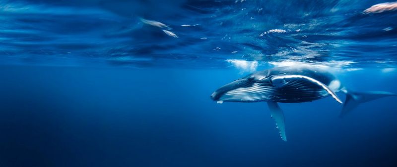 GEMEINSAM FÜR UNSEREN PLANETEN