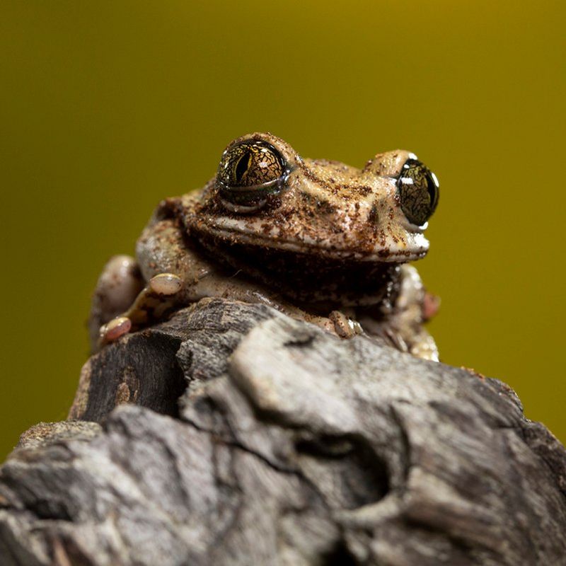 A virtual introduction to macro photography with Wild Arena