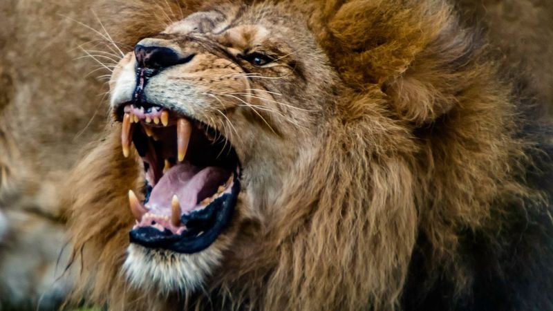 Wildlife Photography with Mohammed Murad: