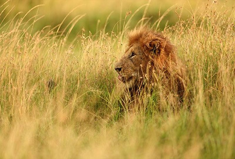 נהדרת לצילומי טבע