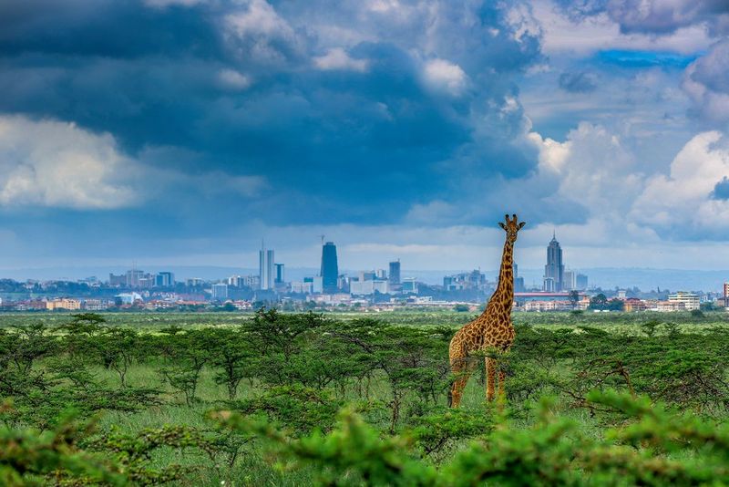 World Unseen Kenya giraffe conservation.