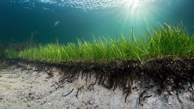 Heleä meriajokasniitty juuristoineen. Kuva: Pekka Tuuri.