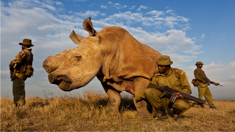 Photo « Rhino Wars » de Brent Stirton