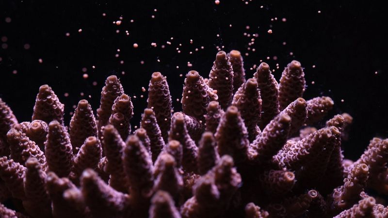 ‘Acropora’ by Dr. Jamie Craggs