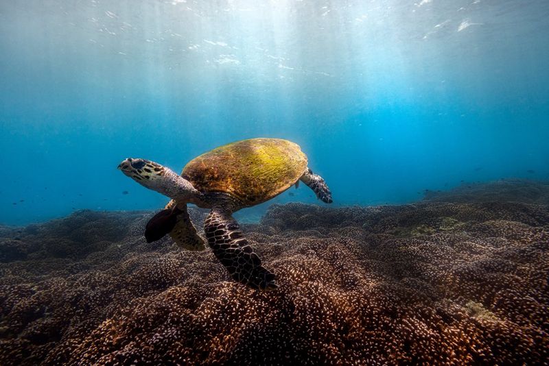 Черепаха плывет над кораллом в водах, омывающих Сейшелы; снято на Canon EOS R5 с объективом RF 15-35mm F2.8 L IS USM