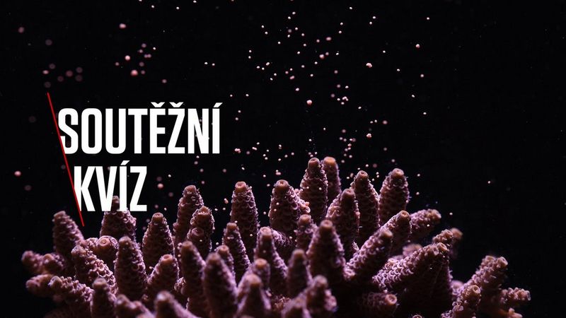 Soutěžní kvíz o ceny: vyhrajte v našem zábavném kvízu