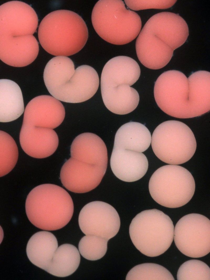 
       Teaming up to Regenerate Coral Reefs
     