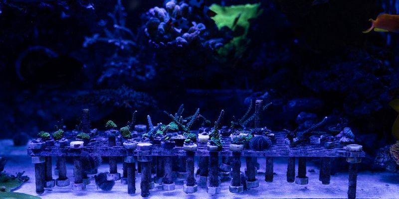 Our matchmaking experts: Coral Spawning International