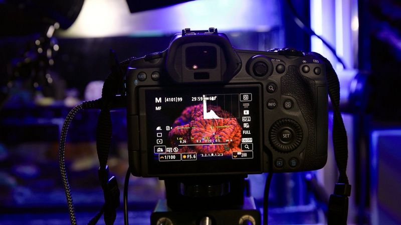 WU_Coral_Ep2_Matchmaking for the Reef