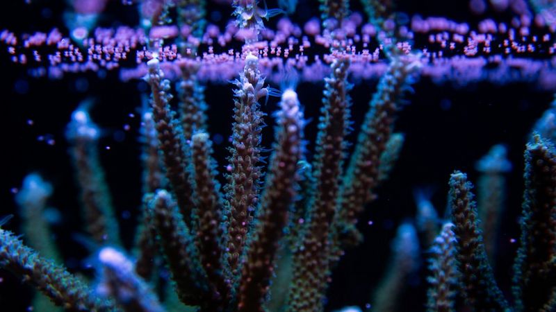 A Acropora muricata coral branch taken on Canon 5D Mark III and EF 100mm macro