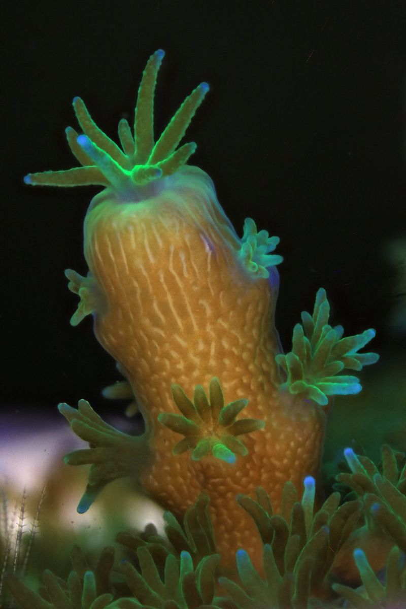 A Acropora muricata juvenile taken on Canon 5DMark III and MPE65mm