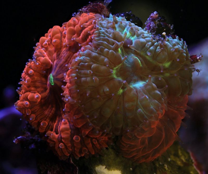 A 13 month old Blastomussa wellsi taken on Canon 5DMark III and EF 100m macro