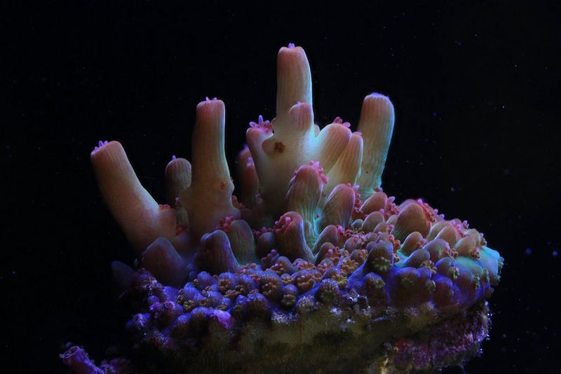 A Acropora microclados coral branch taken on Canon 5D Mark III and MPE65mm