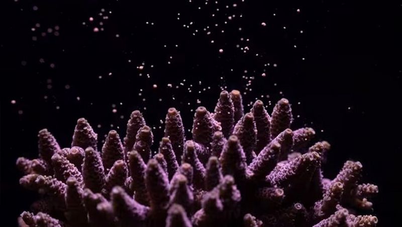 Větevník millepora vyfotografovaný fotoaparátem Canon EOS R5 s objektivem Canon RF 24-105mm