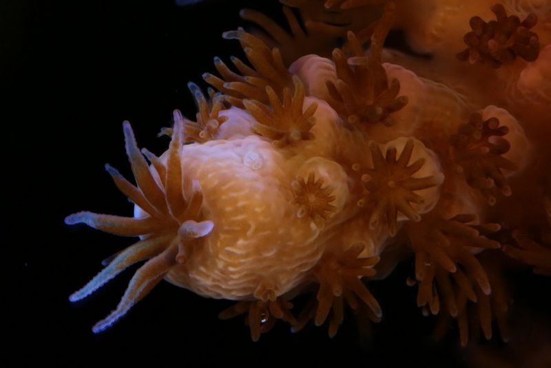 A Acropora millepora coral branch taken on Canon 5D Mark III and MPE65mm
