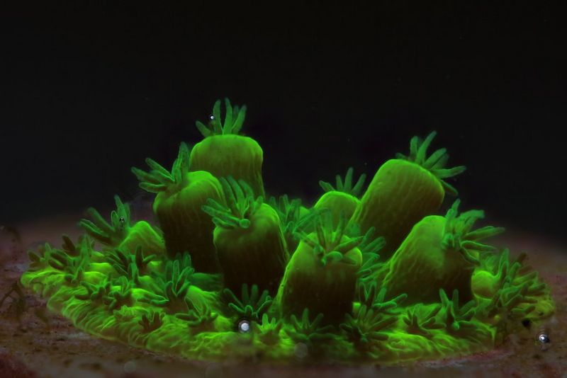 A Acropora muricata taken on Canon 5DMark III and MPE65mm