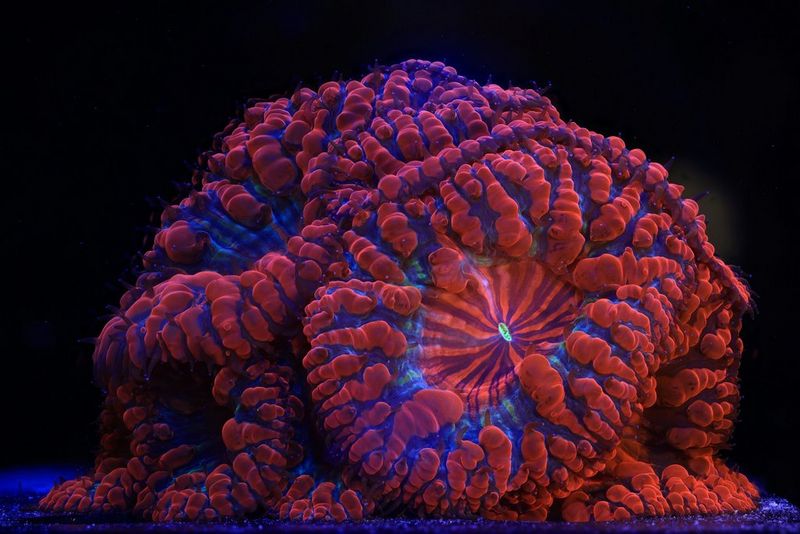 A Blastomussa wellsi coral taken on Canon R5 and RF 100mm