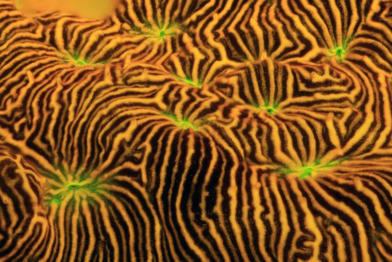 A Fluorescent Jack-o-lantern Leptoseris mycetoseriodes taken on Canon R5 and RF 100mm