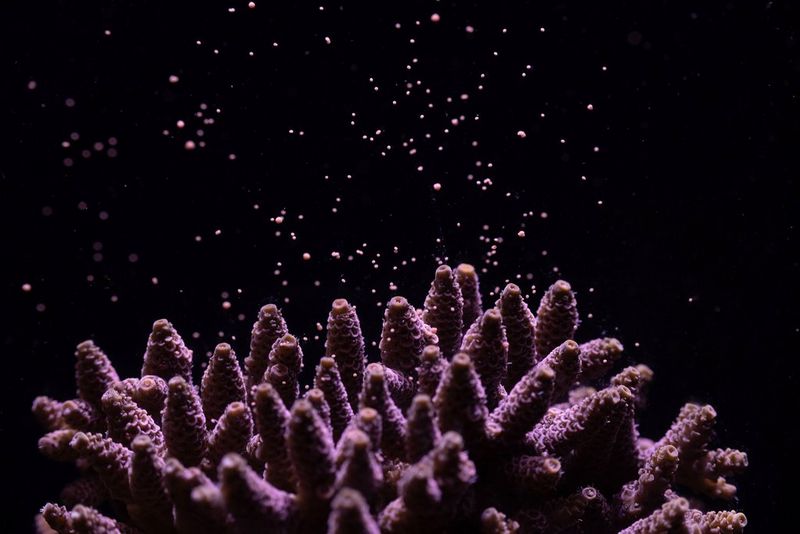 A Acropora millepora taken on Canon EOS R5 and Canon RF 24-105mm