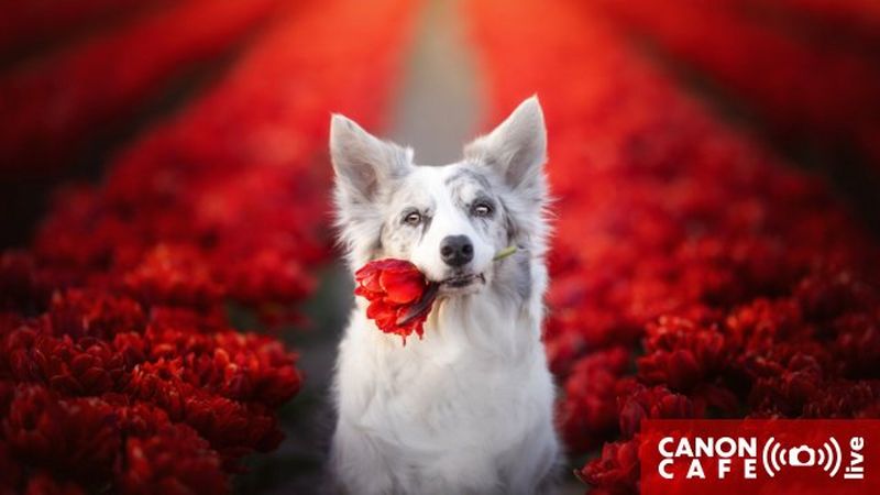 Canon Café LIVE: Sekrety artystycznej fotografii psów – czyli jak robić piękne zdjęcia czworonogom.