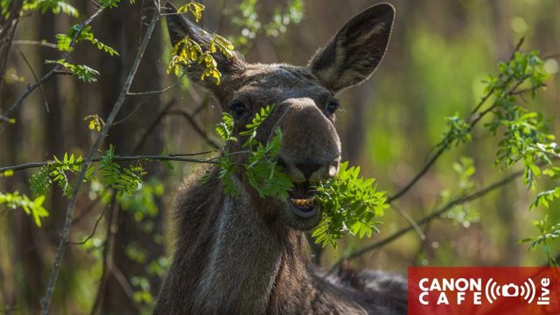 Canon Café LIVE: Fotografowanie wiosny - co, gdzie i jak?