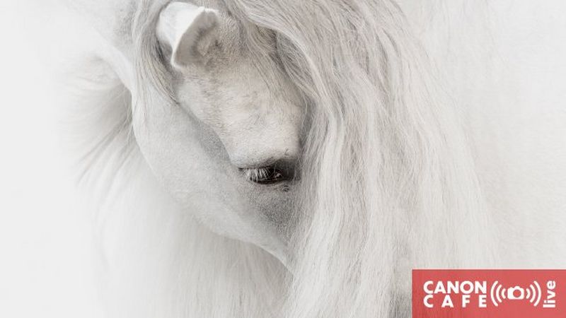 Fotografia koni a fotografia porterowa - co je łączy, a co różni?