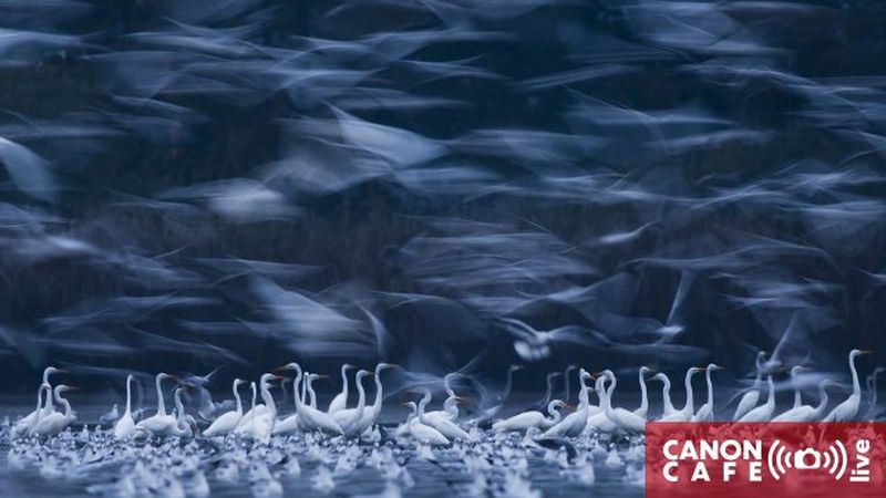 Zachwycający świat dzikiej przyrody