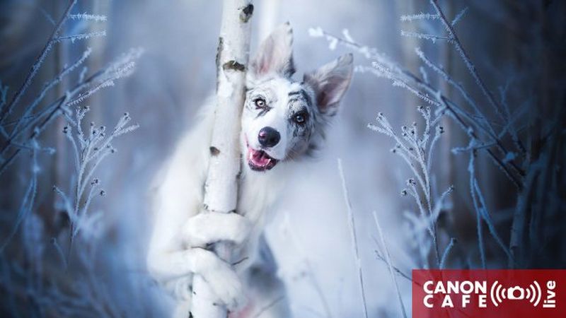 Canon Café LIVE: Fotografia artystyczna psów