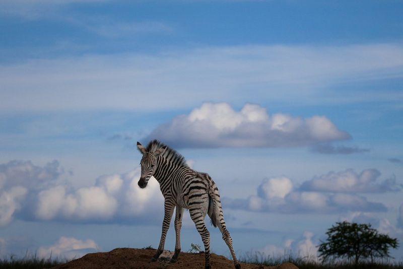 Фотографія дикої природи із зеброю, що стоїть на пагорбі, хмарним небом позаду та одиноким деревом удалині, зроблена за допомогою телеоб’єктива Canon RF-S 55-210mm F5-7.1 IS STM.