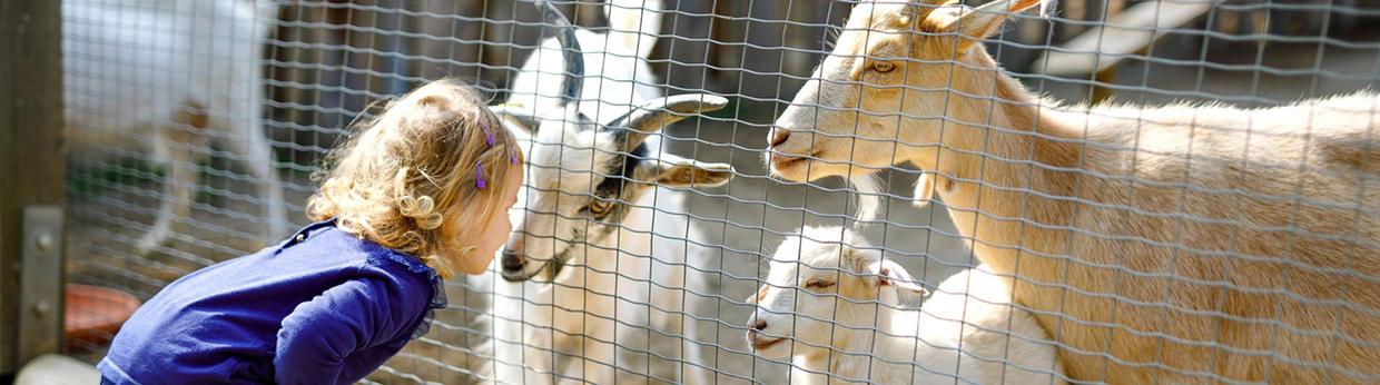 Little girl with goats