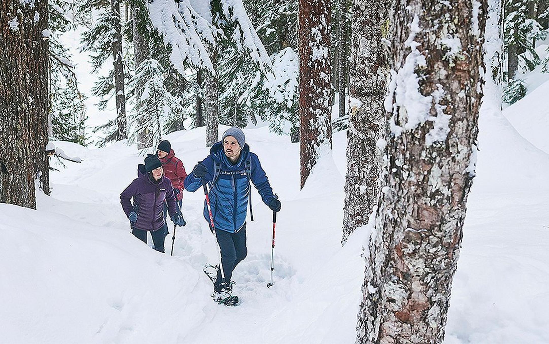Three people snowshoeing in a forest.