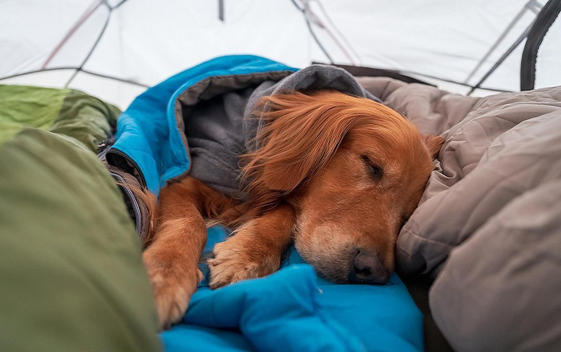 An adorable Golden Retriever cuddles up inside a tent with his face exposed on top of several sleeping bags.