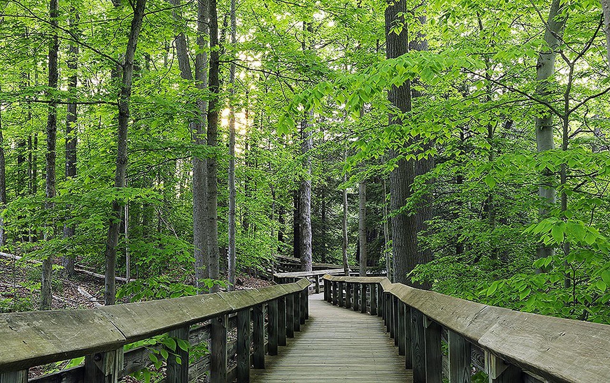 A bridge unfolds into a gorgeous verdant forest at Cuyahoga National Park.
