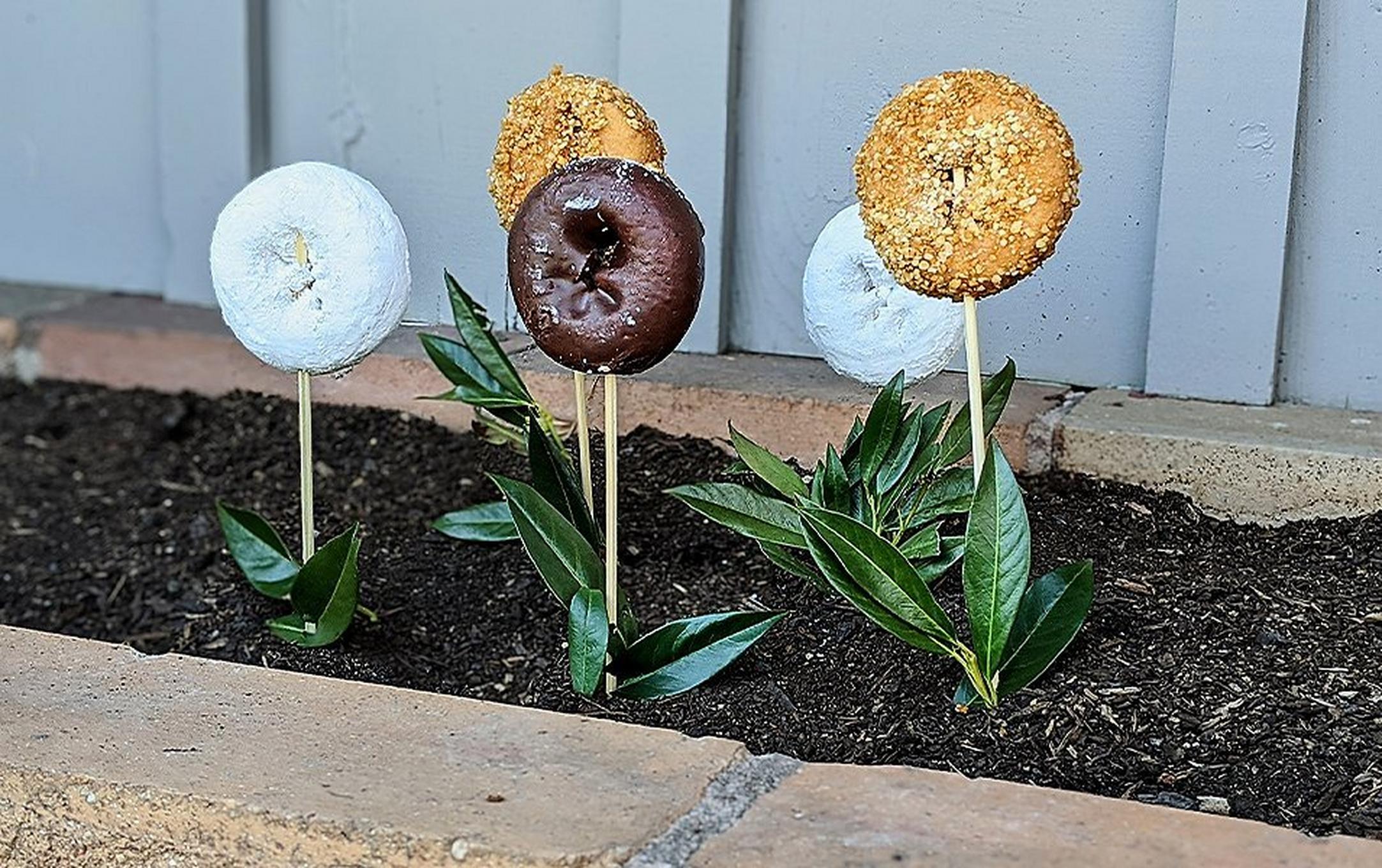 Donuts on sticks placed in a garden bed.