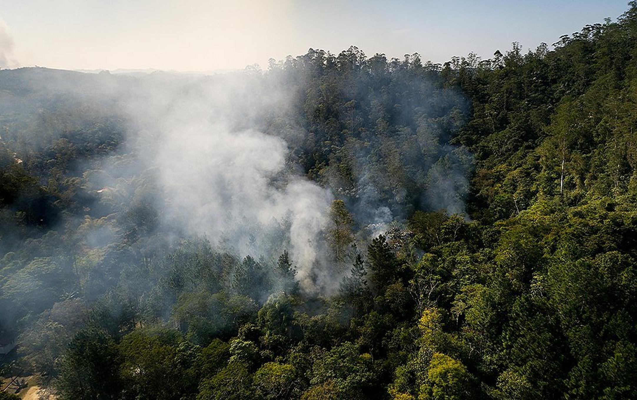 Smoke rises from a thick forest of green tree canopies.
