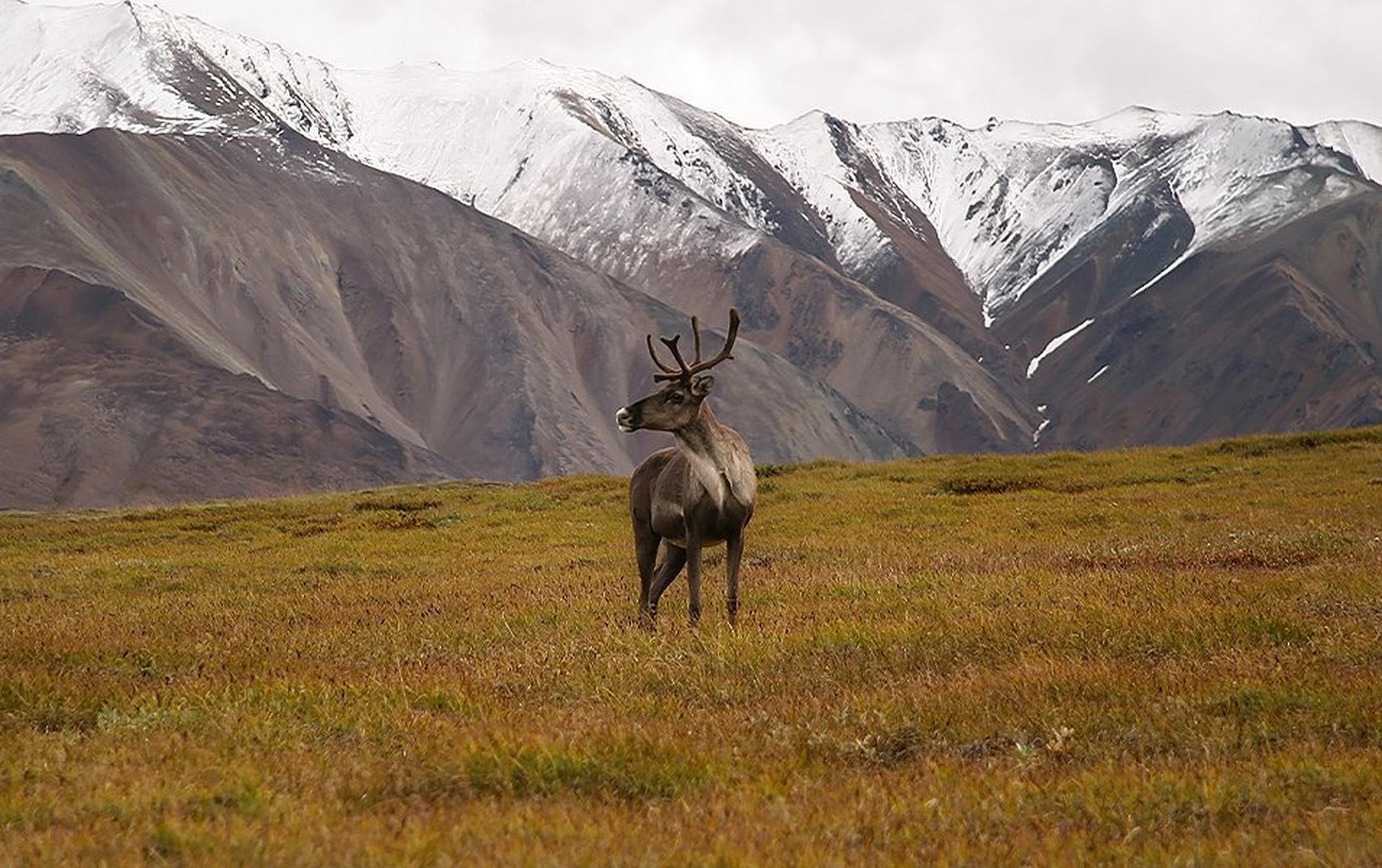 A caribou cranes its neck around and looks into the distance in a grassy Alaskan field with giant white mountains in the background.