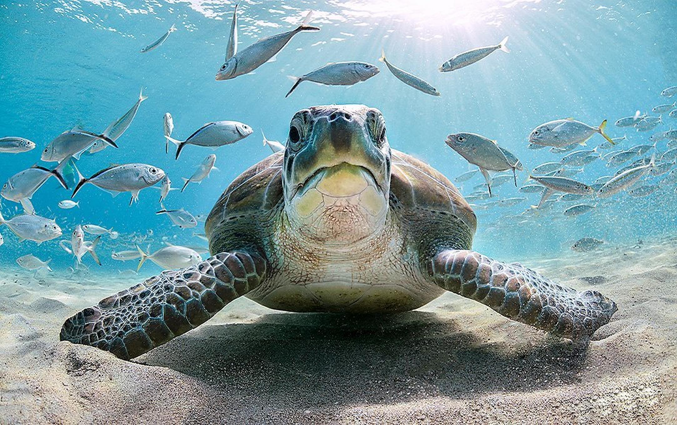 An underwater shot of a giant turtle staring into the camera in crystal clear blue water with sparkling white and gray fish swimming around it.