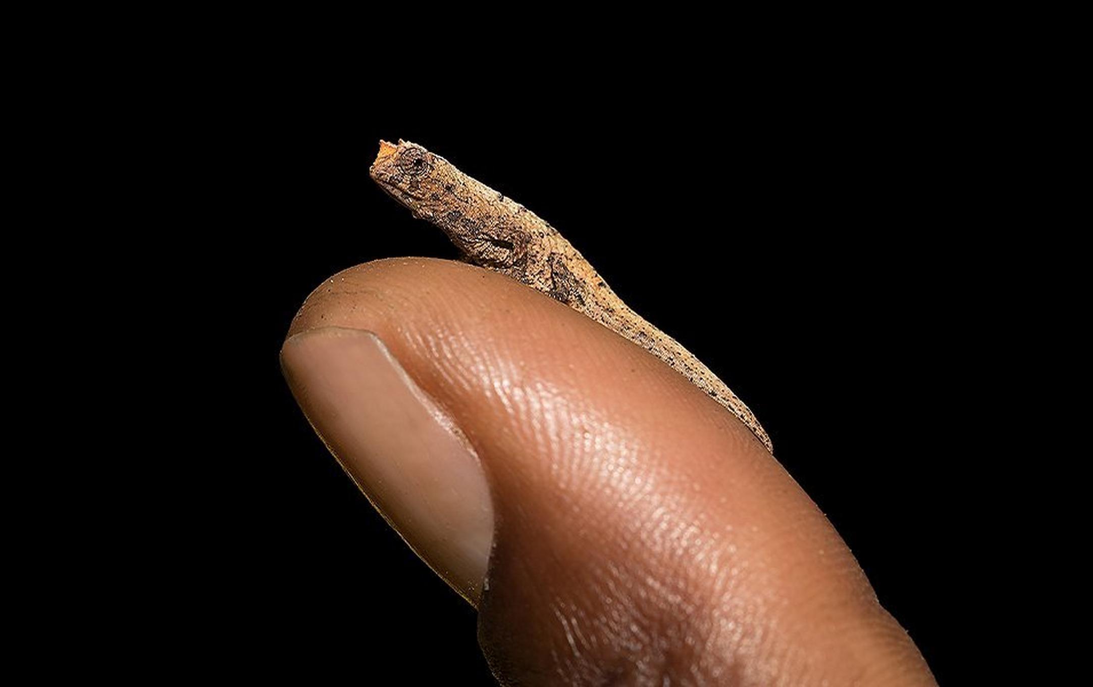 A close-up shot of a fingertip with a tiny chameleon sitting on top of it, set against a black background.