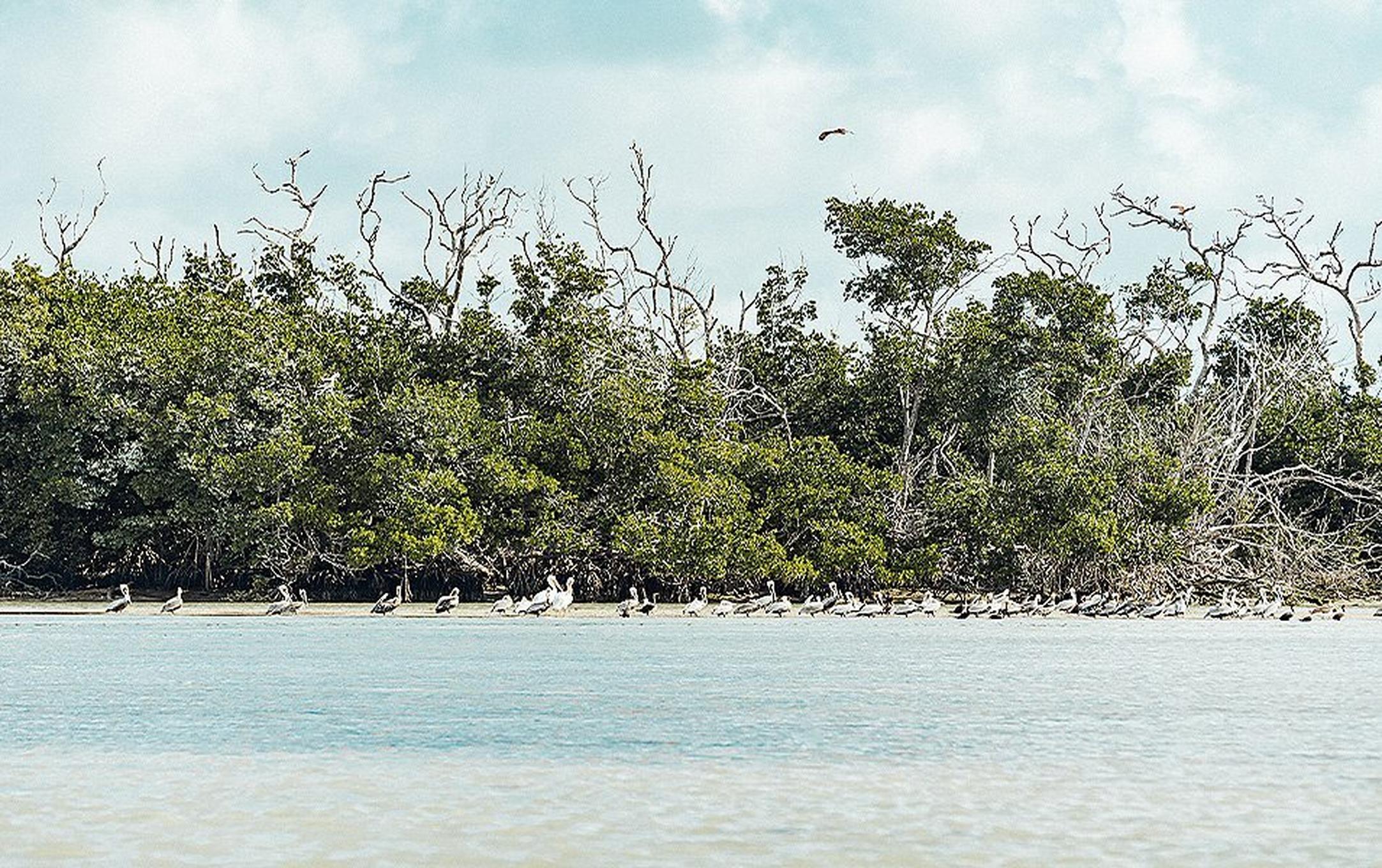 Mangrove beach in the Everglades.