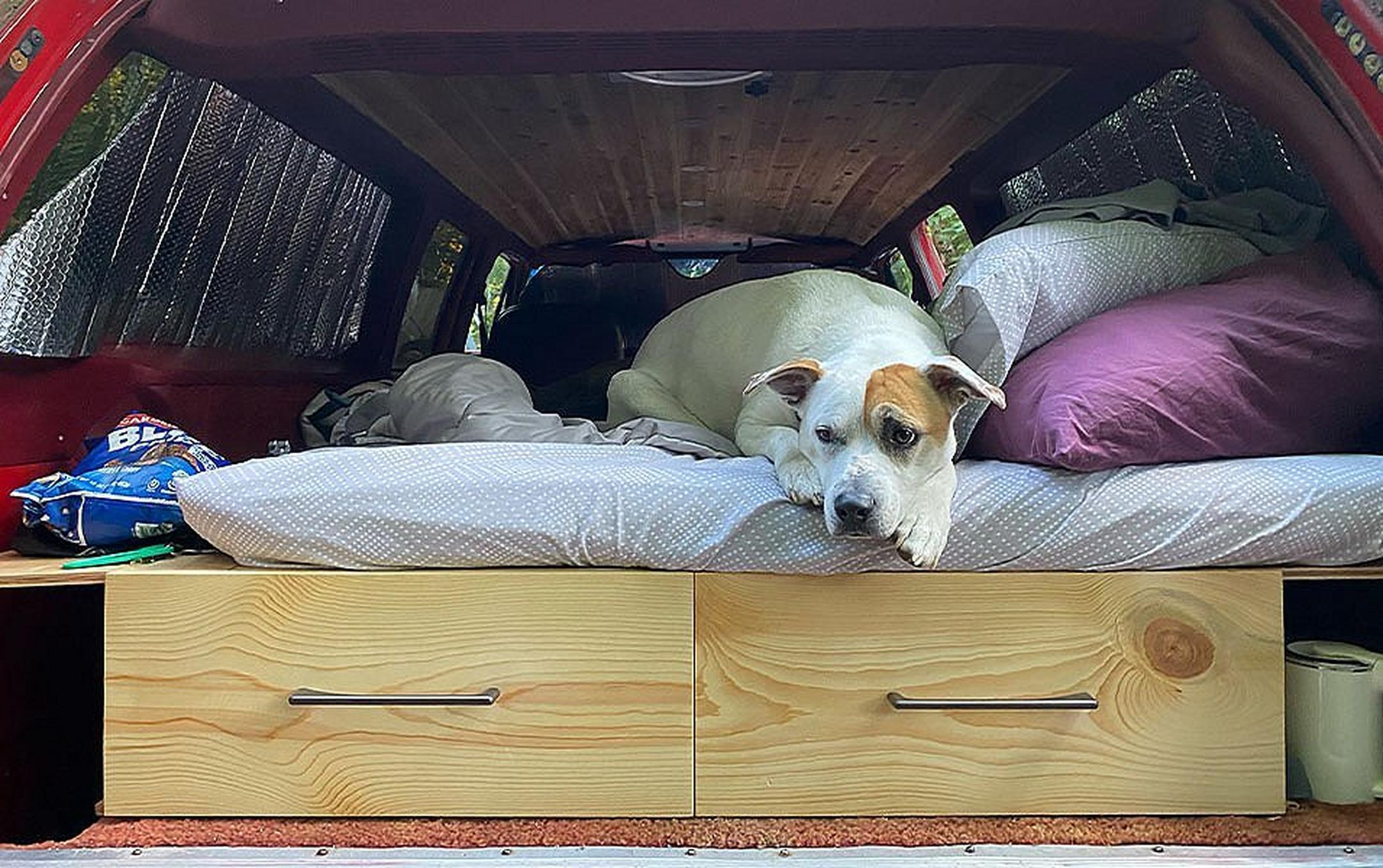 A white dog sits in the back of a truck camper ready for adventure.