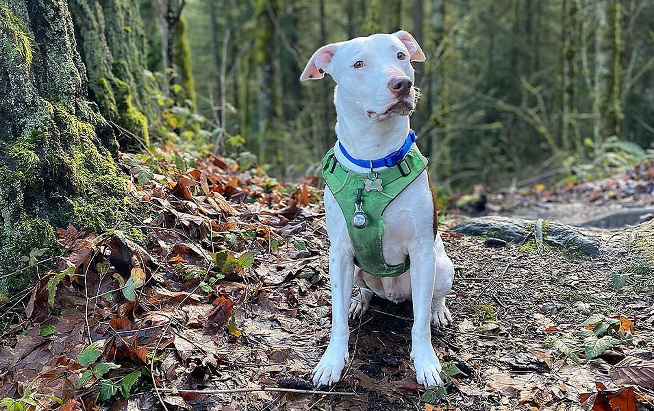 An adorable white pooch sits in a forest wearing a doggy hiking pack and looking toward the camera.