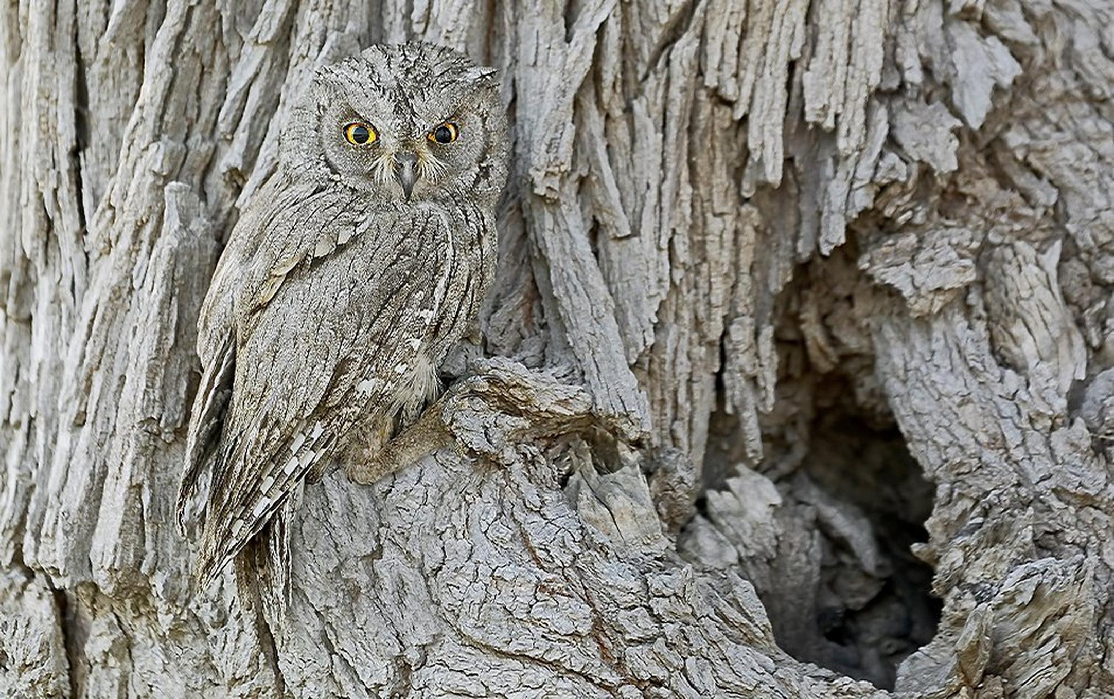 An image of the Pallid Scops owl blended into a tree.