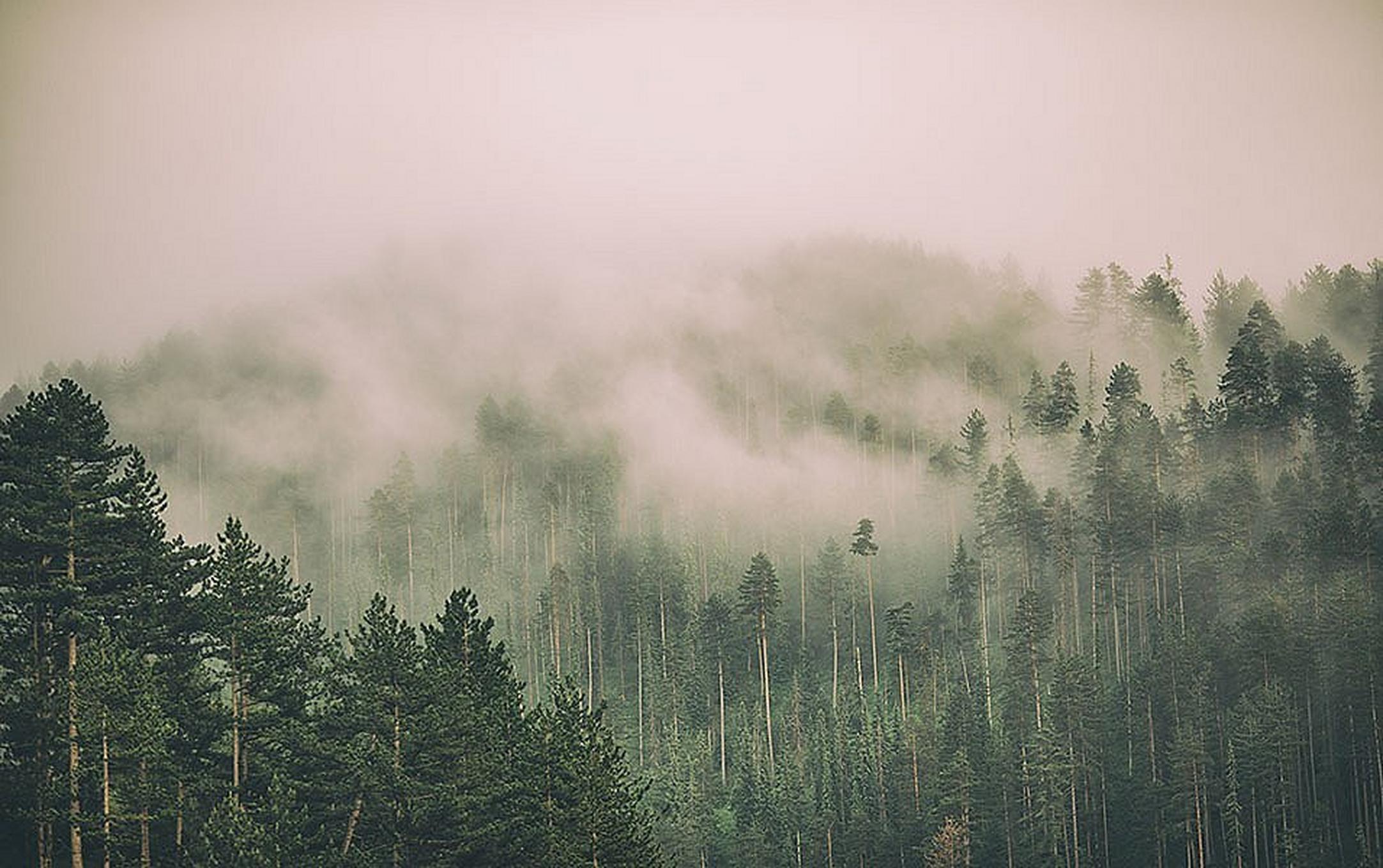 Foggy morning in a forested landscape.