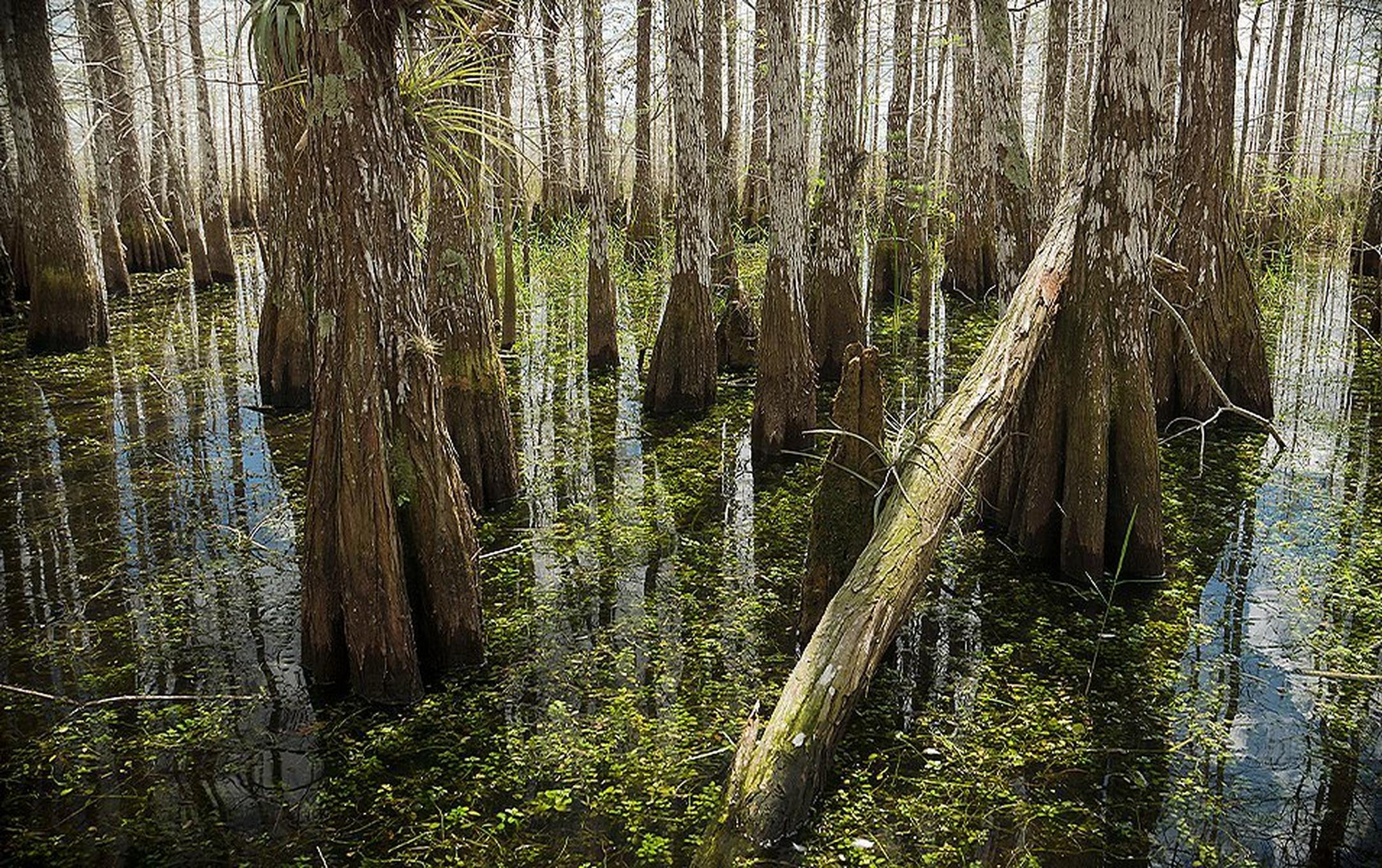 The magnificent Everglades, which are full of alligators, manatees, and more than 200 species of birds, rank among Florida’s most beautiful natural destinations.