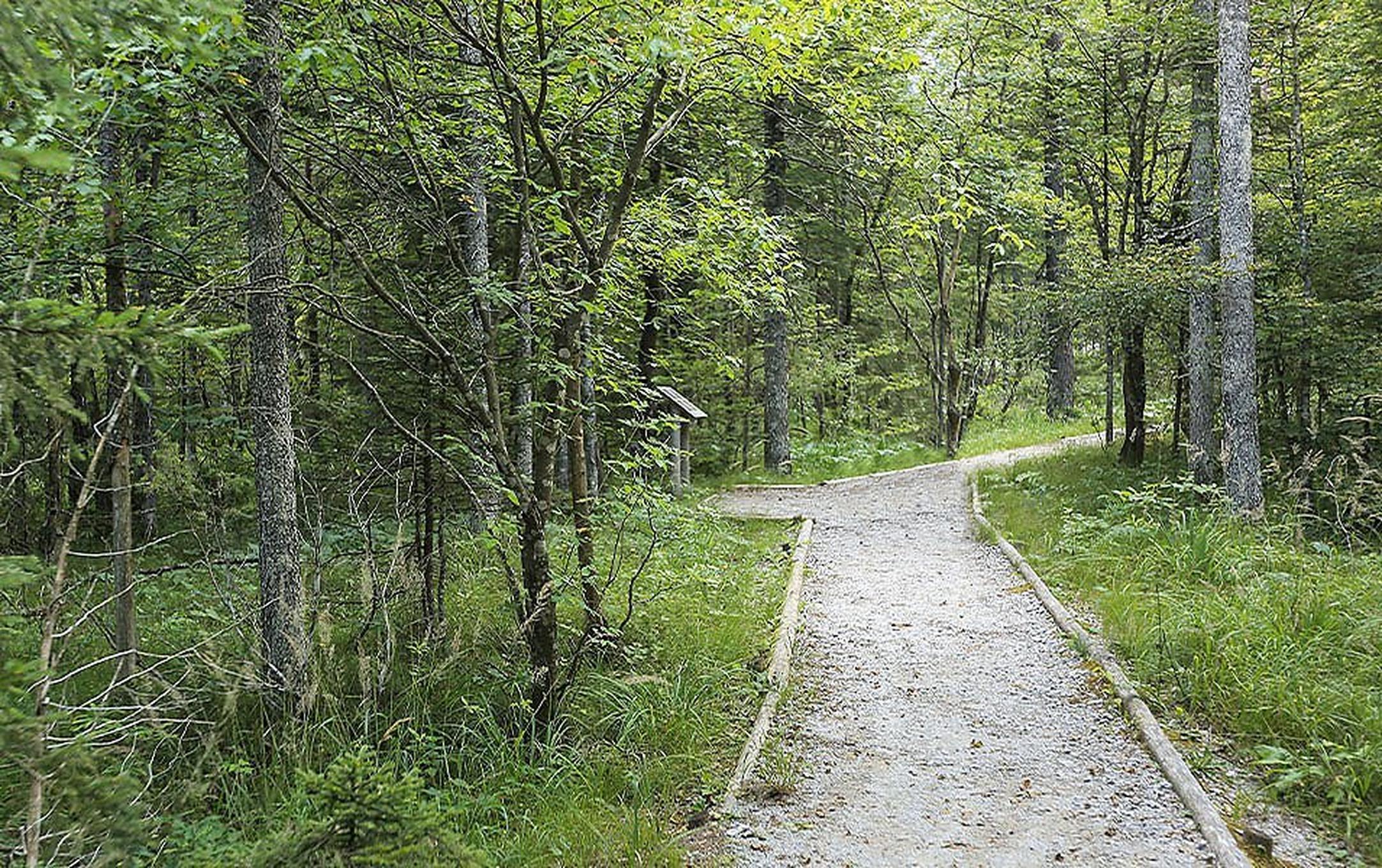 A hiking path in the woods.
