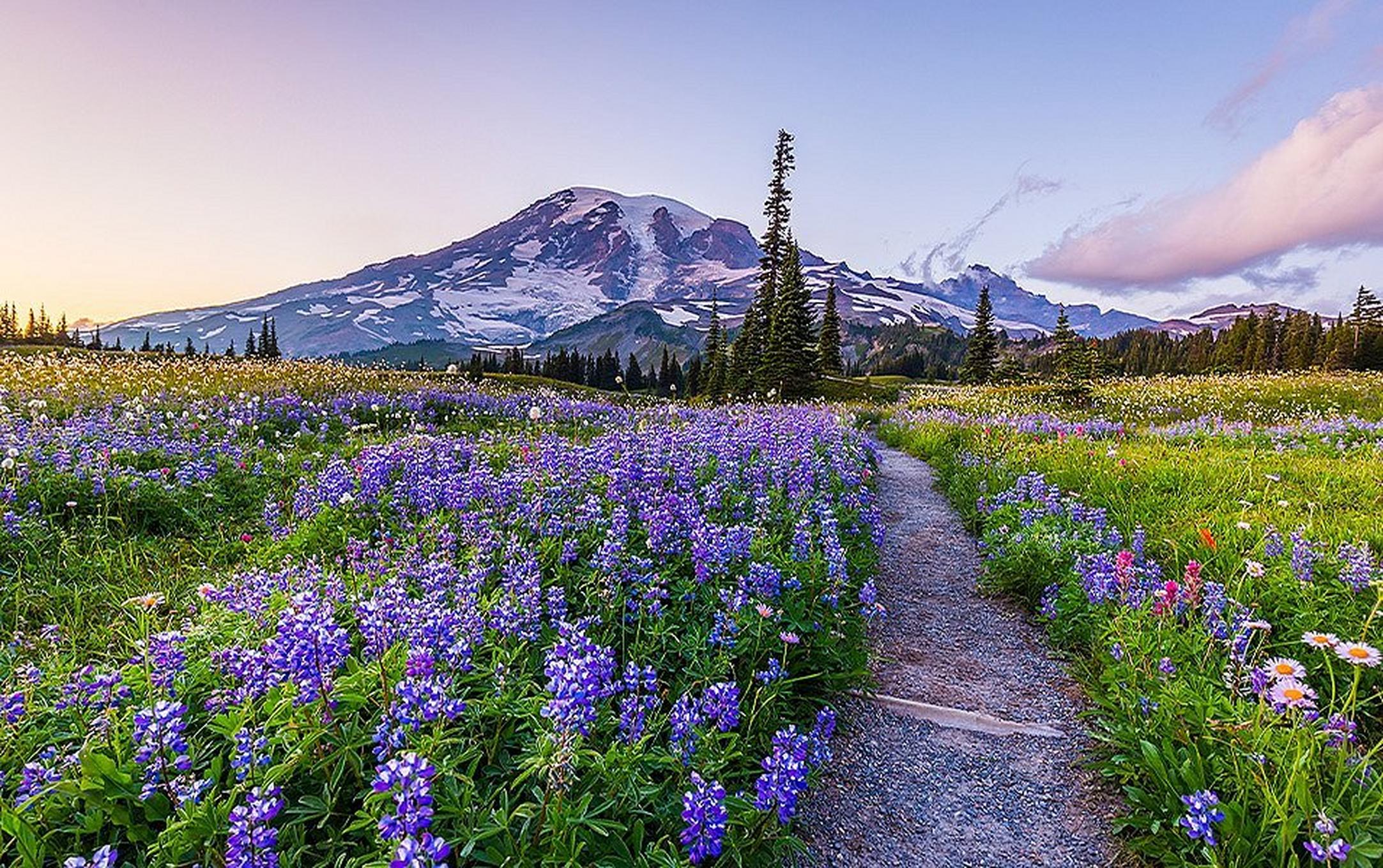 Pebble and dirt path bisects an expansive field of colorful wildflowers. In the distance is a low, snow-covered mountain.