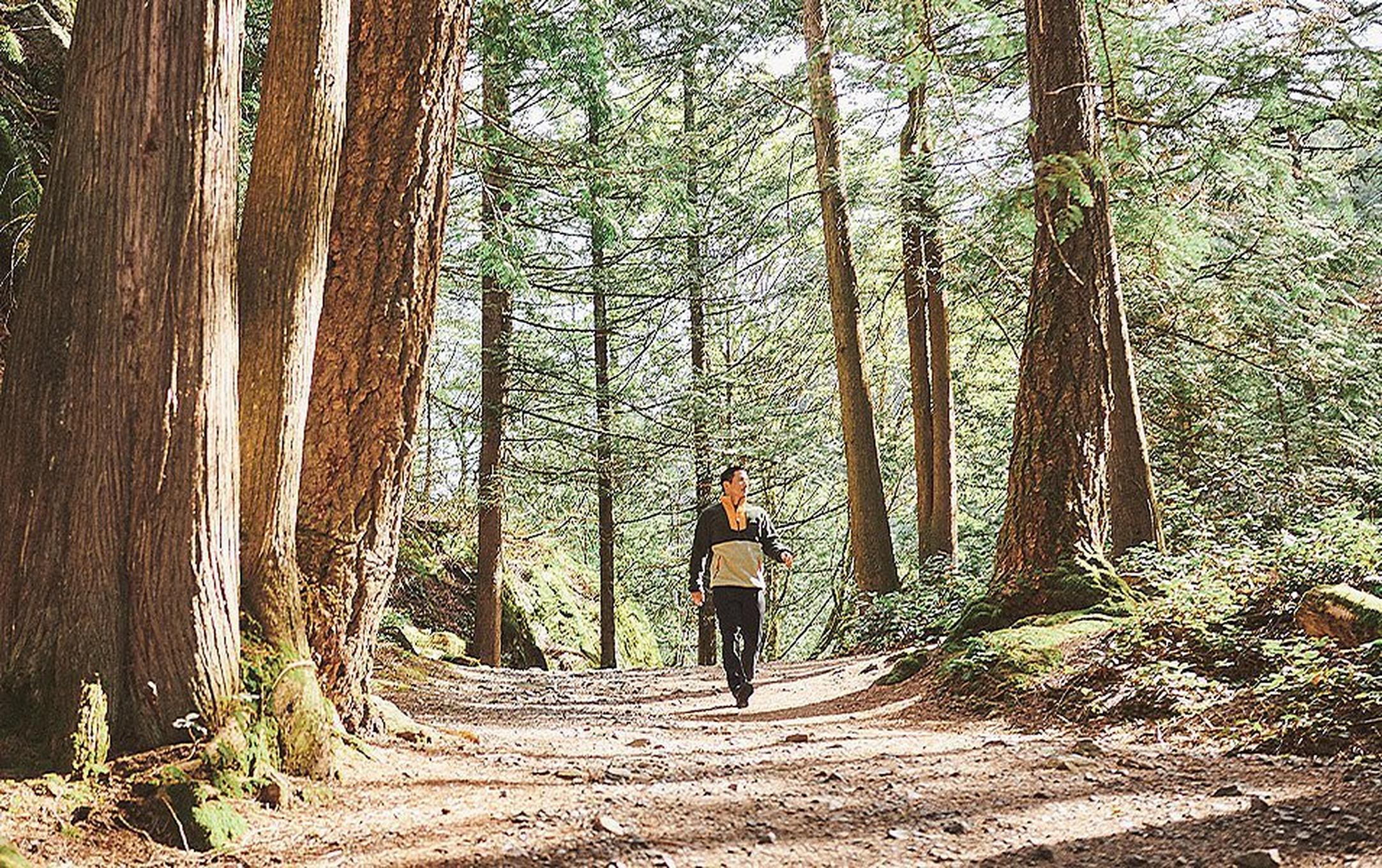 A person walks along a wide dirt path that is bracketed by tall conifer trees and green, low-lying ferns.