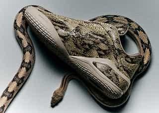 D_Converse_07-14-26_GBL_SHAI001P_SLITHER_AN_Nav