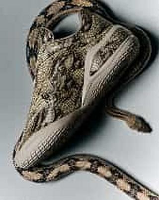 M_Converse_07-14-26_GBL_SHAI001P_SLITHER_AN_Nav